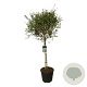 Syringa Sugar Plum Fairy 90 cm stam 30L