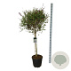 Syringa Sugar Plum Fairy 90 cm stam 30L