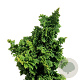 Thuja occ. Primo 25-30 cm
