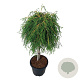 Thuja pl. 'Kager's Beauty' 60 cm stam 15L