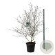 Viburnum burkwoodii 150-175 cm cont. 55L extra