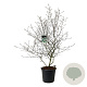 Viburnum burkwoodii 150-175 cm cont. 55L extra