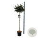 Viburnum 'Eskimo' 120 cm stam 15L