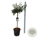 Viburnum 'Eskimo' 90 cm stam 30L
