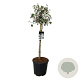 Viburnum 'Eskimo' 90 cm stam 30L