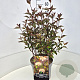 Cornus alba 'Kesselringii' 40-60 cm 10L