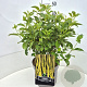 Cornus sericea 'Flaviramea' 40-60 cm 10L