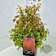 Cornus sang. 'Midwinter Fire' 50-60 cm 20L