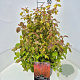 Cornus sang. 'Midwinter Fire' 50-60 cm 20L