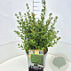 Ligustrum vulg. 'Atrovirens' 35-40 cm 10L