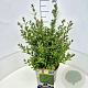 Ligustrum vulg. 'Atrovirens' 35-40 cm 10L