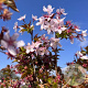 Prunus kurilensis 'Ruby' 40-50 cm 5,0L
