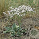 Crambe orientalis Mornings Snow GM P9