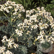 Crambe maritima GM P9