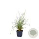 Deschampsia cesp. 'Tardiflora' GM  P11