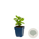 Nepeta 'Bokratune' GM  P11