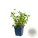 Saponaria ocymoides GM  P11