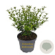 Osmanthus burkwoodii 30-40 cm 3,0L