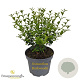 Osmanthus burkwoodii 30-40 cm 3,0L