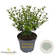 Osmanthus burkwoodii 30-40 cm 3,0L