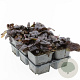 Ajuga reptans 'Atropurpurea' GM P9