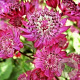 Astrantia maj. 'Claret' GM P9