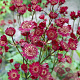 Astrantia maj. 'Claret' GM P9