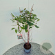 Ceanothus pallidus 'Marie Simon' 60-70 cm 2,5L