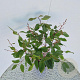 Ceanothus pallidus 'Marie Simon' 60-70 cm 2,5L