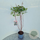 Ceanothus pallidus 'Marie Simon' 60-70 cm 2,5L