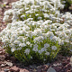 Iberis sempervirens GM P9