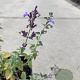 Nepeta faassenii 'Six Hills Giant' GM P9