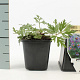 Pulsatilla vulgaris GM P9