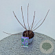 Vitex agnus-castus 30-40 cm 3,0L