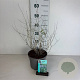 Perovskia 'Blue Spire' 30-40 cm 3,5L