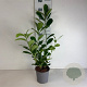 Prunus I. 'Rotundifolia' 30-40 cm 25L