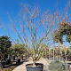 Acer japonicum 'Aconitifolium' 300-350 cm container solitair