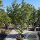 Acer palmatum 200-250 cm container solitair