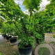 Acer palmatum 350-400 cm container solitair 2-3 tak