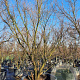 Acer palmatum 350-400 cm container solitair 2-3 tak
