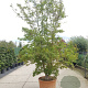 Acer palmatum 350-400 cm container solitair 2-3 tak