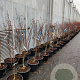Acer pal. 'Bloodgood' 125-150 cm container 