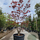 Acer pal. 'Bloodgood' 200-250 cm cont. 130L