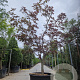 Acer pal. 'Bloodgood' 200-250 cm cont. 160L