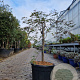 Acer pal. 'Garnet' 70 cm stam container kroon 125-150