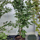 Acer pal. 'Osakazuki' 125-150 cm container 