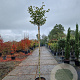 Acer pal. 'Osakazuki' 180 cm stam container 8-10