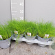 Allium schoenoprasum P14