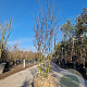 Amelanchier lamarckii 200-250 cm container extra