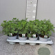 Artemisia abrotanum P14
